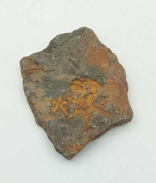 Stenaster (estrella de mar fósil)