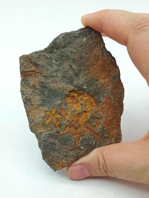 Stenaster (estrella de mar fósil)