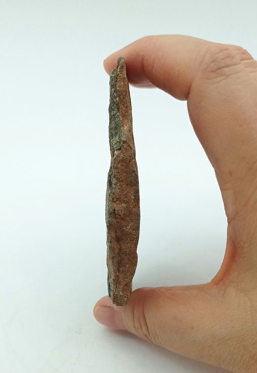 Stenaster (estrella de mar fósil)
