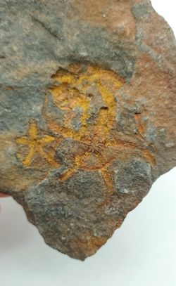 Stenaster (estrella de mar fósil)