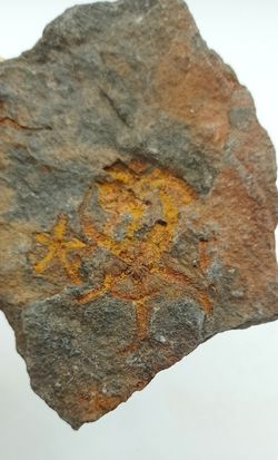Stenaster (estrella de mar fósil)
