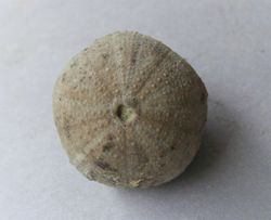 Stomechinus multigranularis