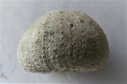 Stomechinus multigranularis