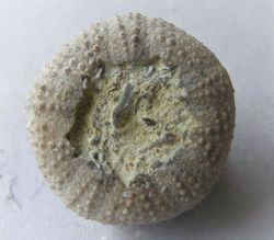 Stomechinus multigranularis