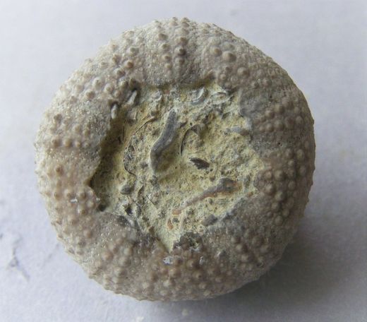Stomechinus multigranularis
