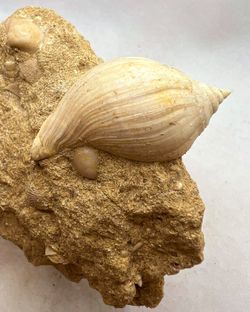 Sycostoma Bulbiforme + Rimella Fisurella