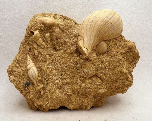 Sycostoma Bulbiforme + Rimella Fisurella