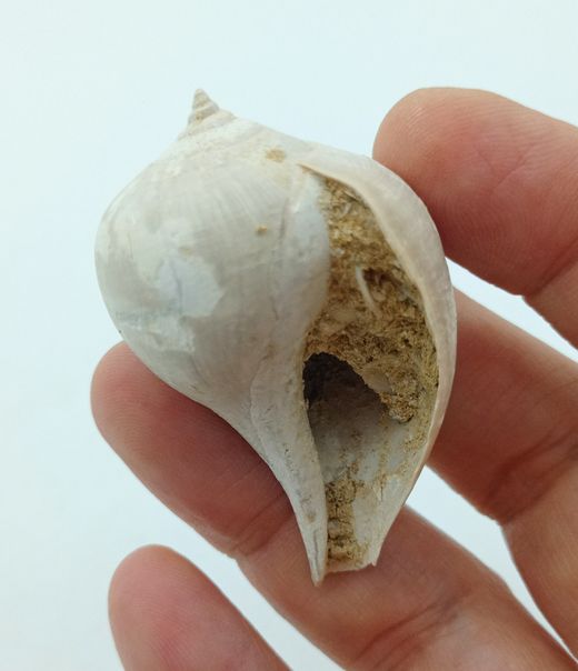 Sycostoma Bulbiforme