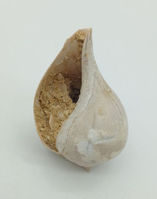 Sycostoma Bulbiforme