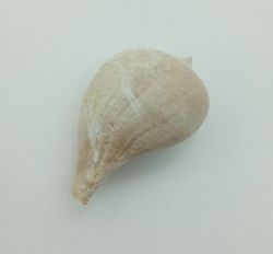 Sycostoma Bulbiforme