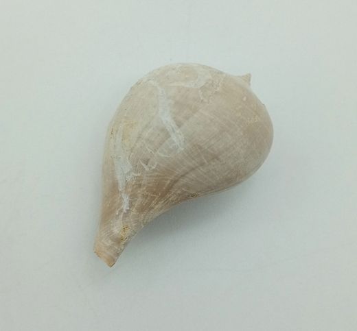 Sycostoma Bulbiforme