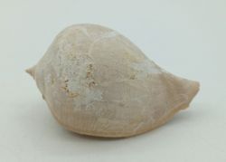 Sycostoma Bulbiforme