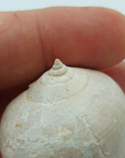 Sycostoma Bulbiforme