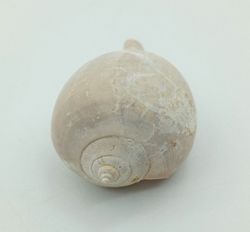Sycostoma Bulbiforme