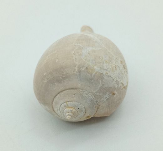 Sycostoma Bulbiforme