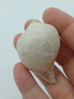Sycostoma Bulbiforme
