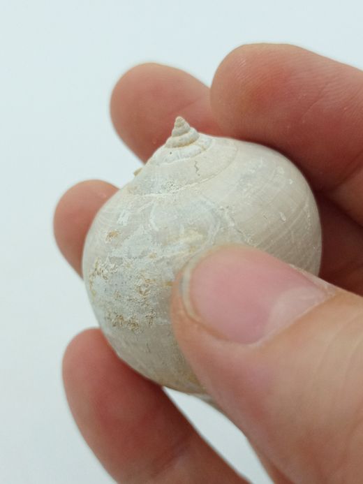 Sycostoma Bulbiforme