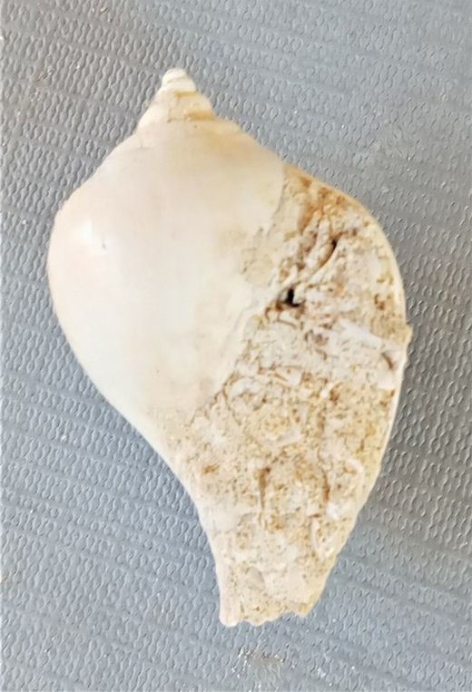 Sycostoma bulbus (Gasterópodo)