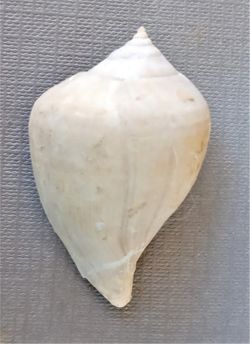 Sycostoma bulbus (Gasterópodo)