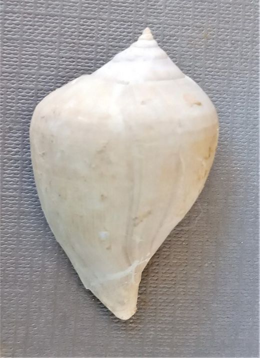 Sycostoma bulbus (Gasterópodo)