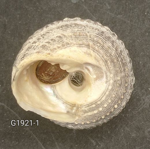 Tegula quadricostata