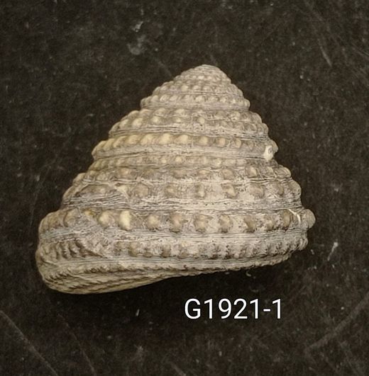 Tegula quadricostata