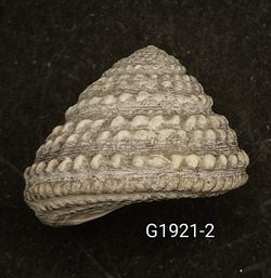 Tegula quadricostata