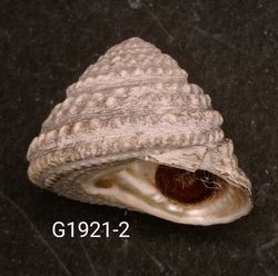 Tegula quadricostata