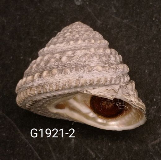 Tegula quadricostata