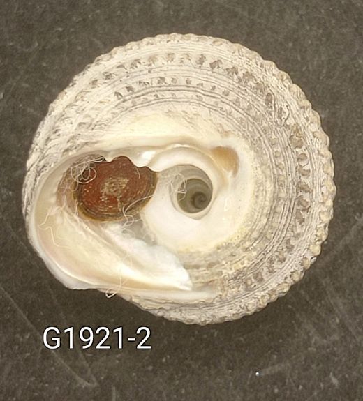 Tegula quadricostata