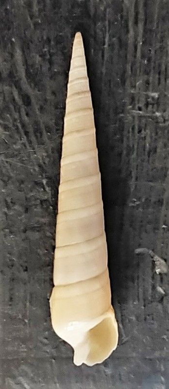 Terebra argus