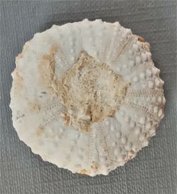 Tetragramma marticense