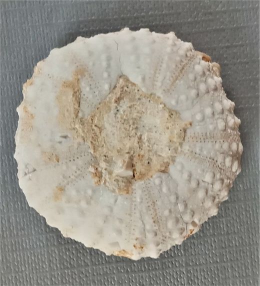 Tetragramma marticense