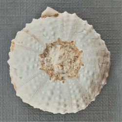 Tetragramma marticense