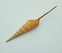 Tibia fusus