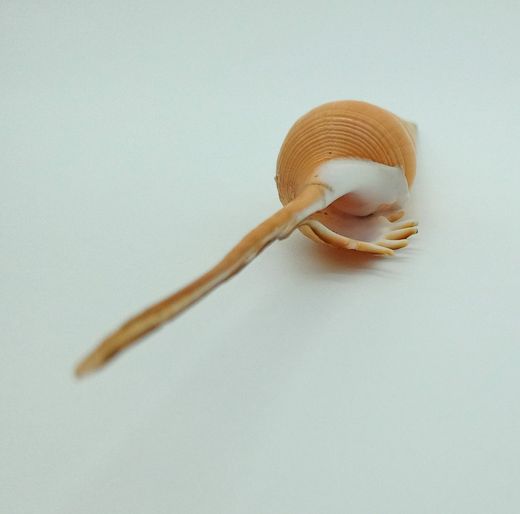Tibia fusus