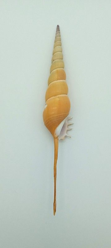 Tibia fusus