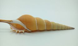 Tibia fusus