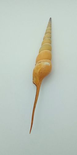 Tibia fusus