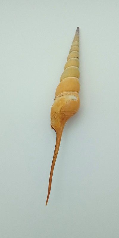 Tibia fusus