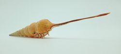 Tibia fusus