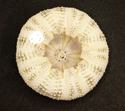 Toxopneustes pileolus