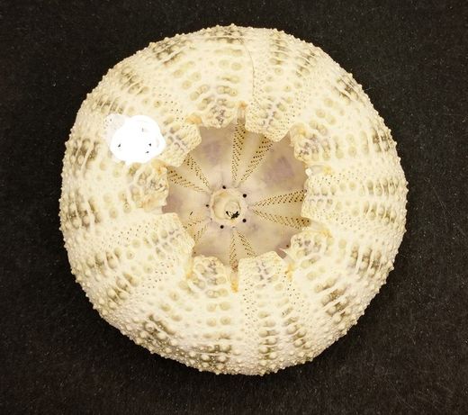 Toxopneustes pileolus