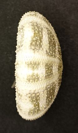 Toxopneustes pileolus