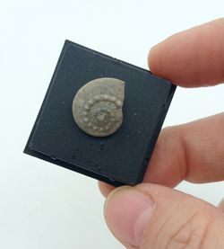 Trepospira discoidalis