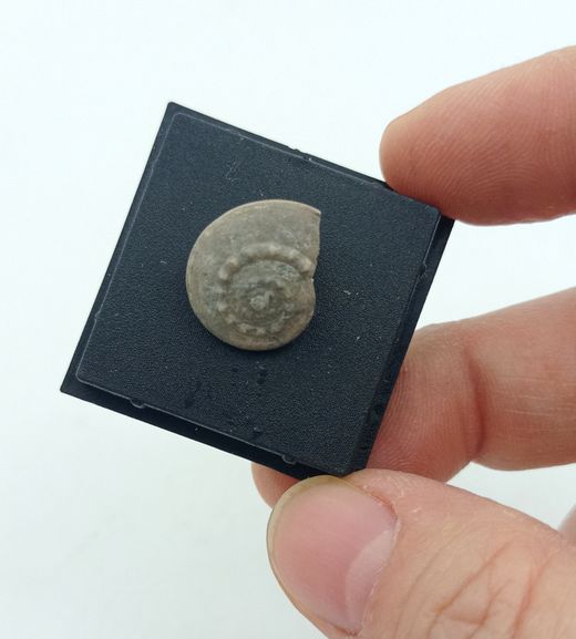 Trepospira discoidalis