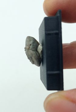 Trepospira discoidalis