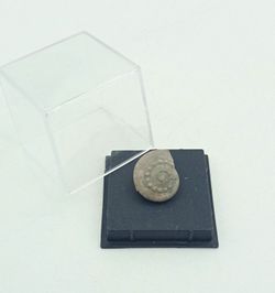 Trepospira discoidalis