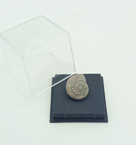 Trepospira discoidalis