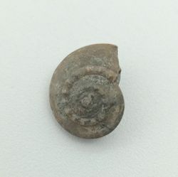 Trepospira discoidalis